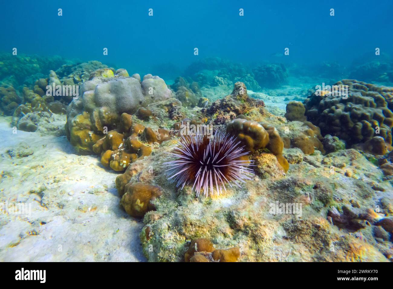 Plusieurs oursins de mer avec des épines blanches et noires déplacent leurs épines fusionnant en morceaux au fond des eaux chaudes tropicales d'un récif corallien. Banque D'Images