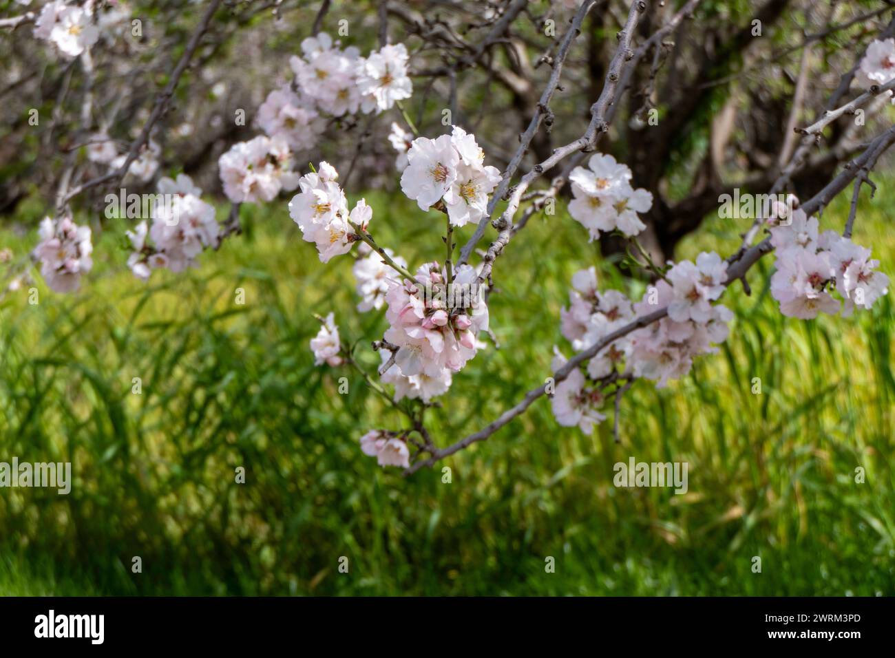 Le gros plan de la beauté exquise d'une fleur d'amande en pleine floraison Banque D'Images
