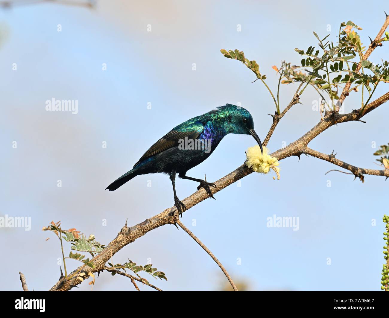 Palestine Sunbird - Cinnyris osea Banque D'Images