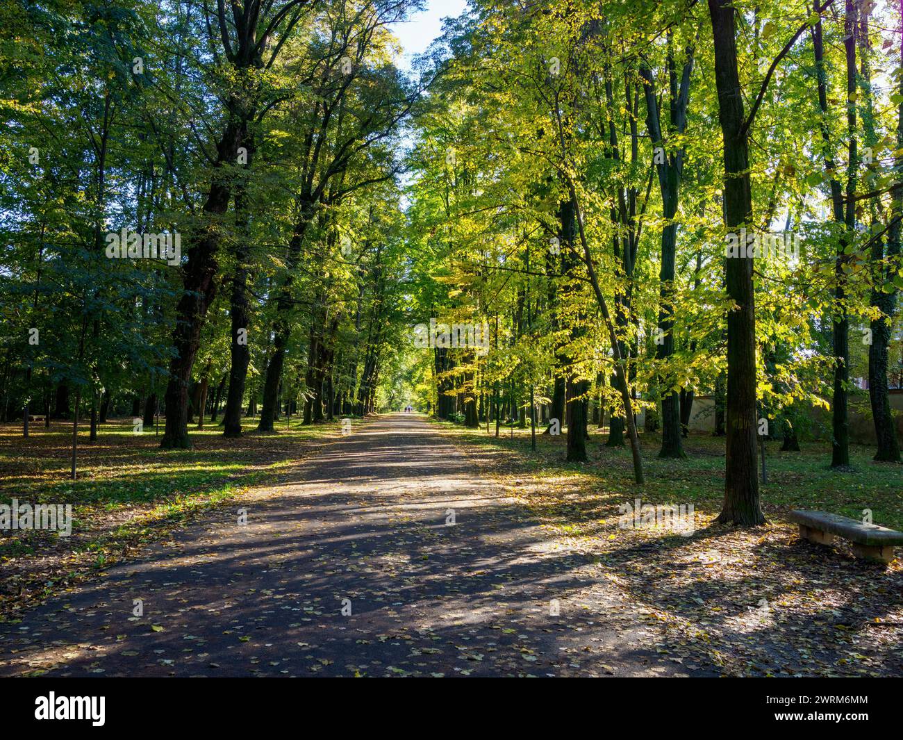 Une route dans le parc de Monza, Brianza, Lombardie, italie, à l'automne Banque D'Images