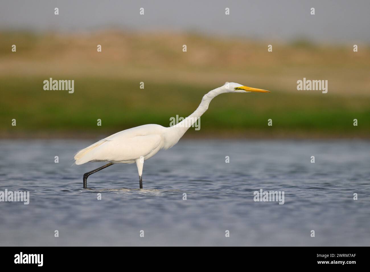 Grande Aigrette - Ardea alba Banque D'Images