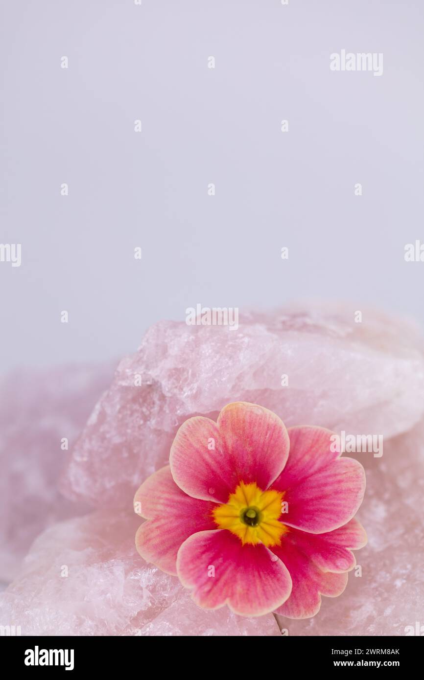 fleur de pétunia rose morn avec des pétales tombés divisant la formation rocheuse de quartz rose contre une image haute résolution studio de fond pâle Banque D'Images