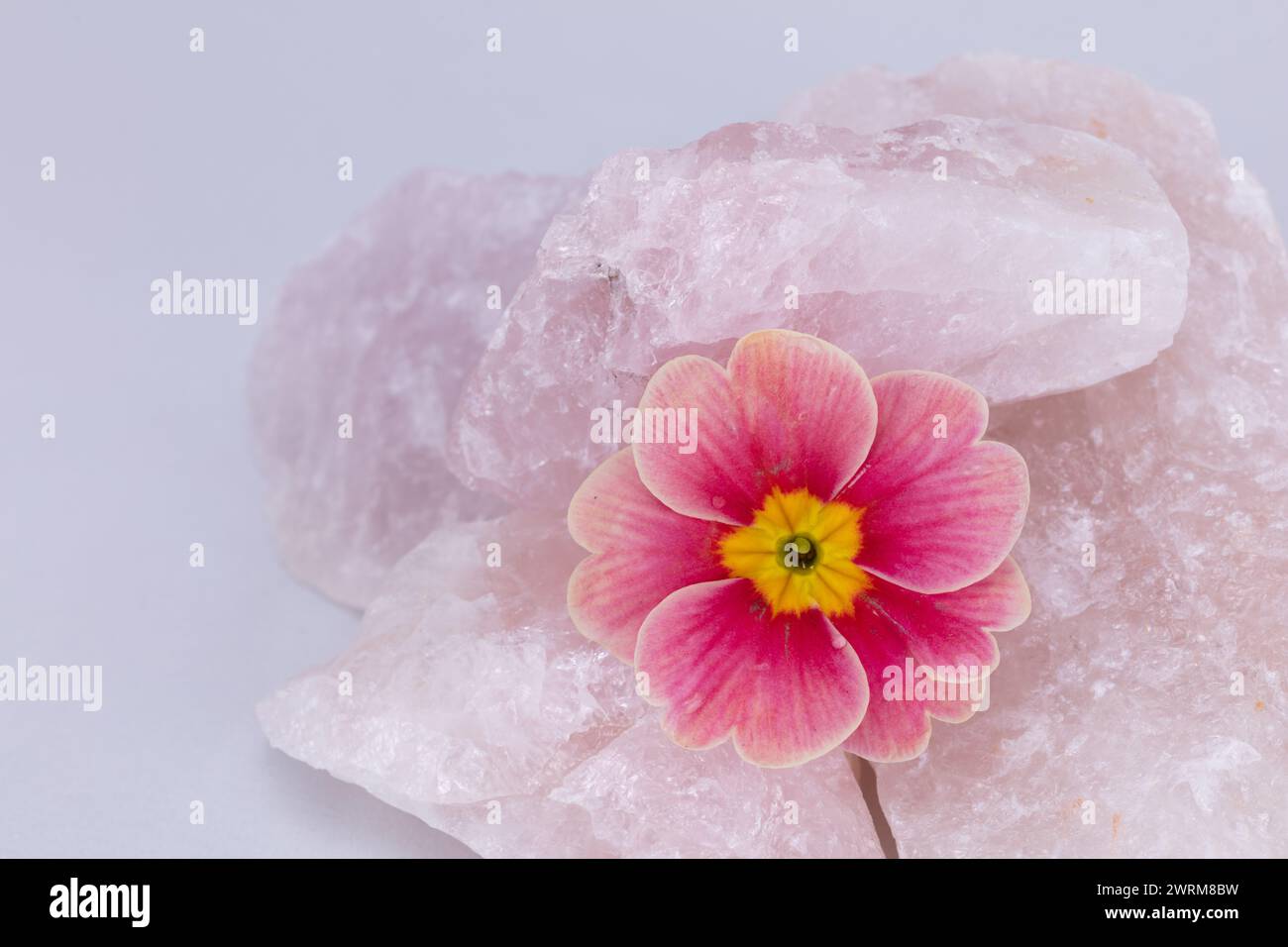 fleur de pétunia rose morn avec des pétales tombés divisant la formation rocheuse de quartz rose contre une image haute résolution studio de fond pâle Banque D'Images