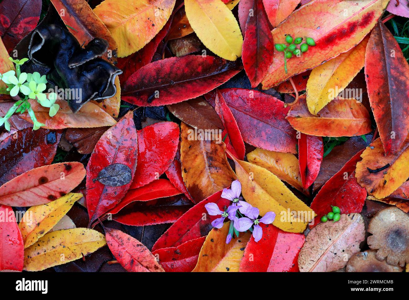 Les feuilles d'automne vibrantes forment une mosaïque colorée de rouges, de jaunes et d'oranges, signalant le changement de saison. Banque D'Images