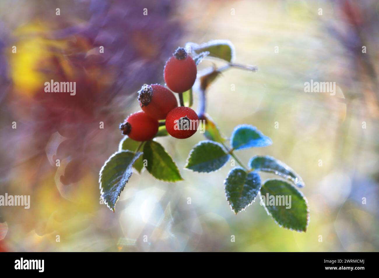 Baies et feuilles couvertes de givre se prélassant dans une douce lumière automnale avec un mélange éclatant de couleurs d'automne en arrière-plan. Banque D'Images