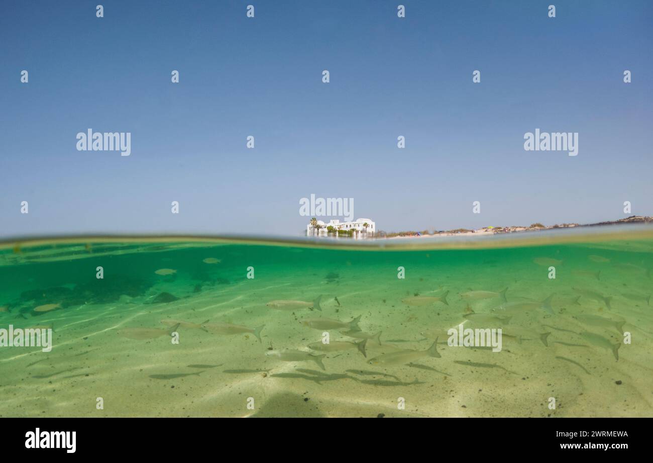 Vue sur la plage sereine et la vie sous-marine Banque D'Images