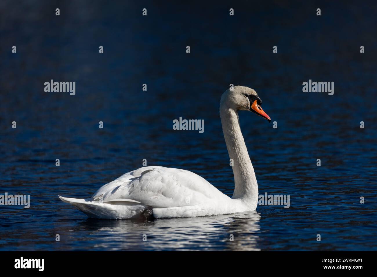 Cygne muet blanc élégant nageant sur l'eau bleu profond, faible profondeur de champ Banque D'Images
