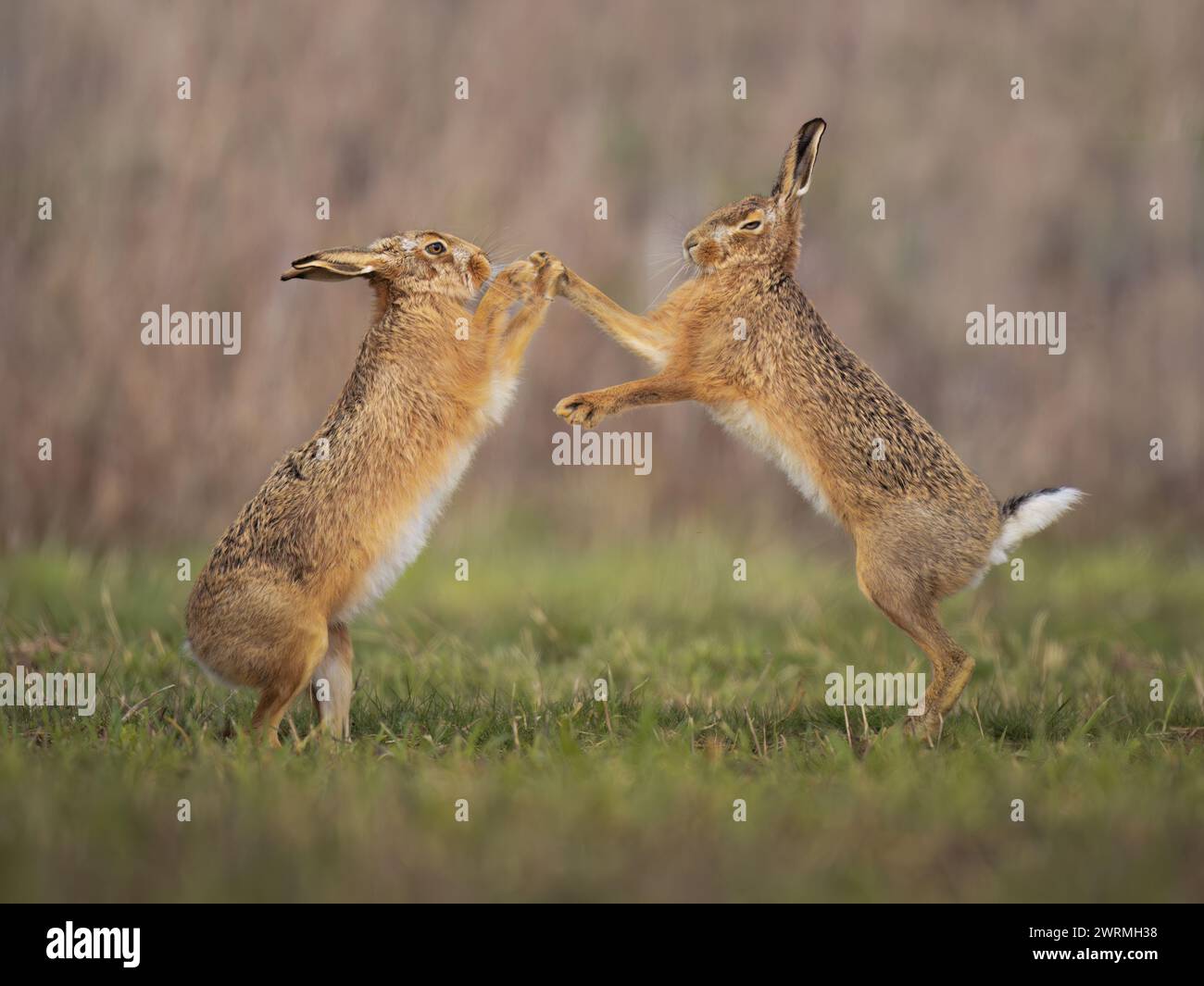 Une paire de lièvres brunes (Lepus europaeus) boxant sur des terres agricoles de l'est de l'Angleterre Banque D'Images