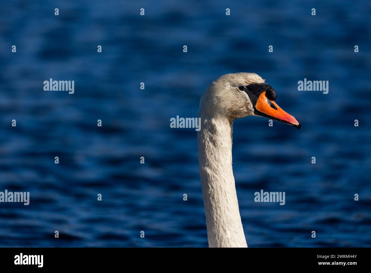 Cygne blanc muet avec des gouttes d'eau, tête de près Banque D'Images