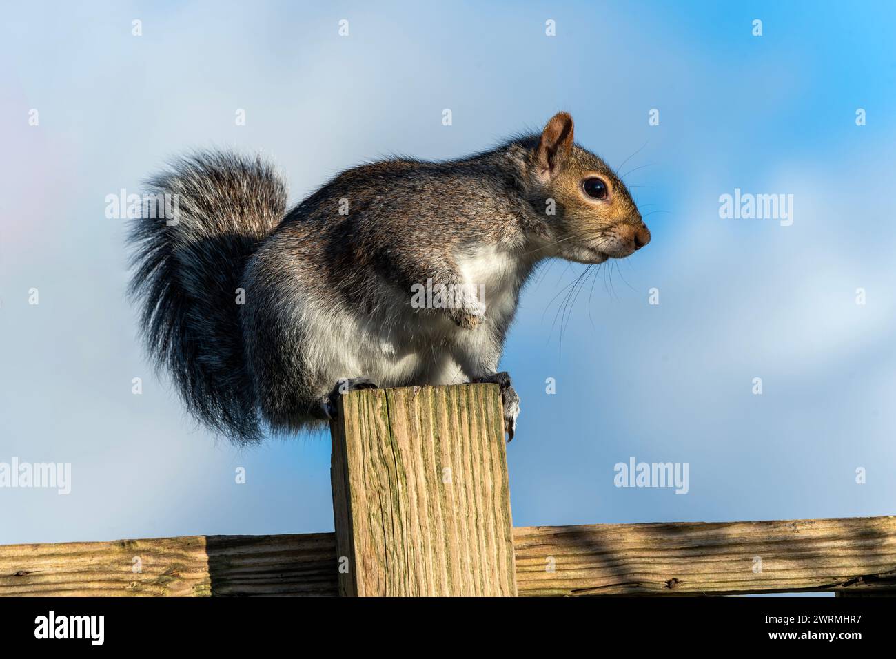 Écureuil gris (Sciurus carolinensis) rongeur d'arbre sauvage sur un pôle vert qui se trouve principalement dans une forêt sauvage de bois, image de stock photo Banque D'Images