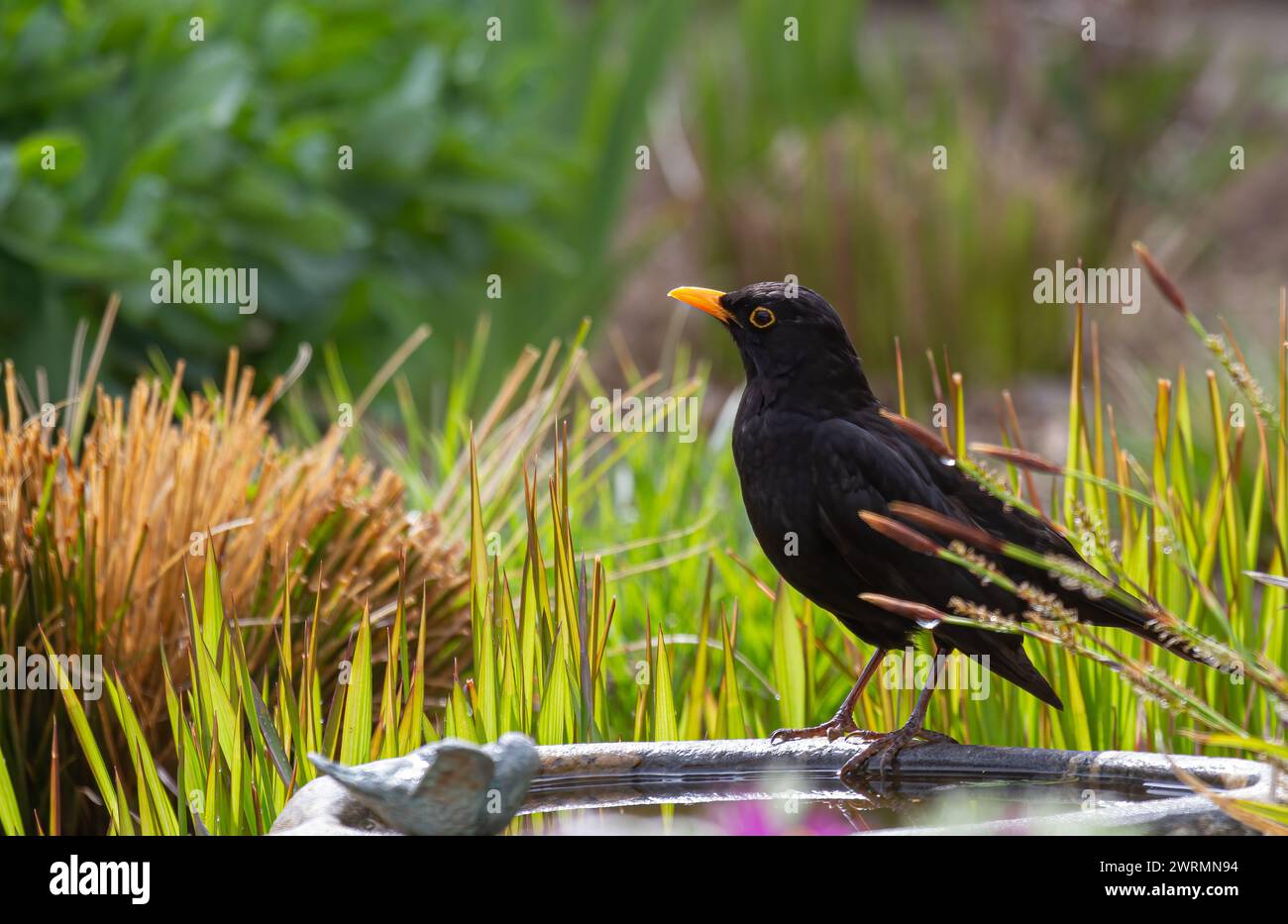 Un oiseau noir (turdus merula) assis sur un bain d'oiseaux avec des herbes en arrière-plan Banque D'Images