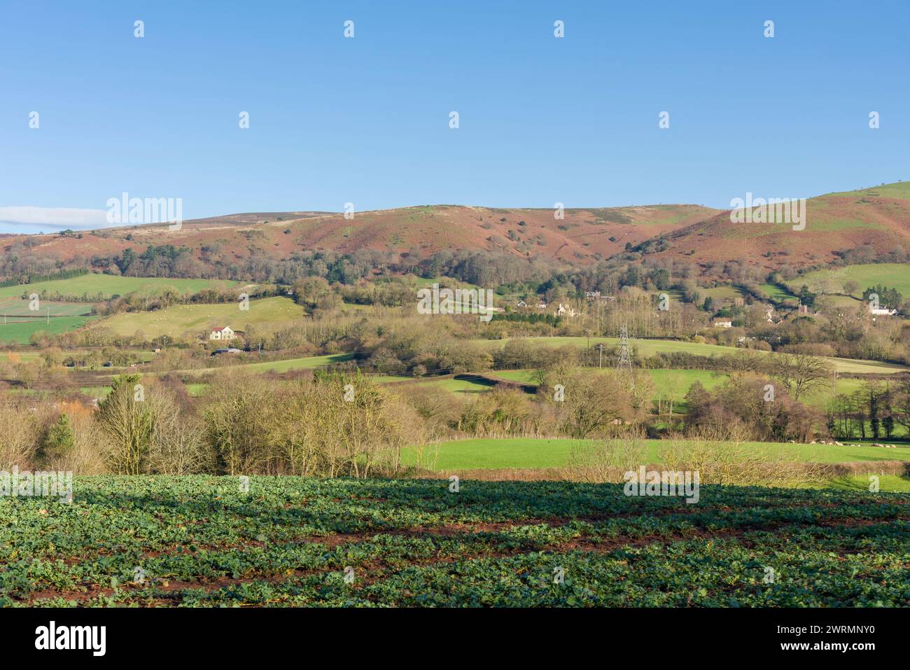 Le flanc ouest du paysage national des collines Quantock de Lower Vellow près de Stogumber, Somerset, Angleterre. Banque D'Images