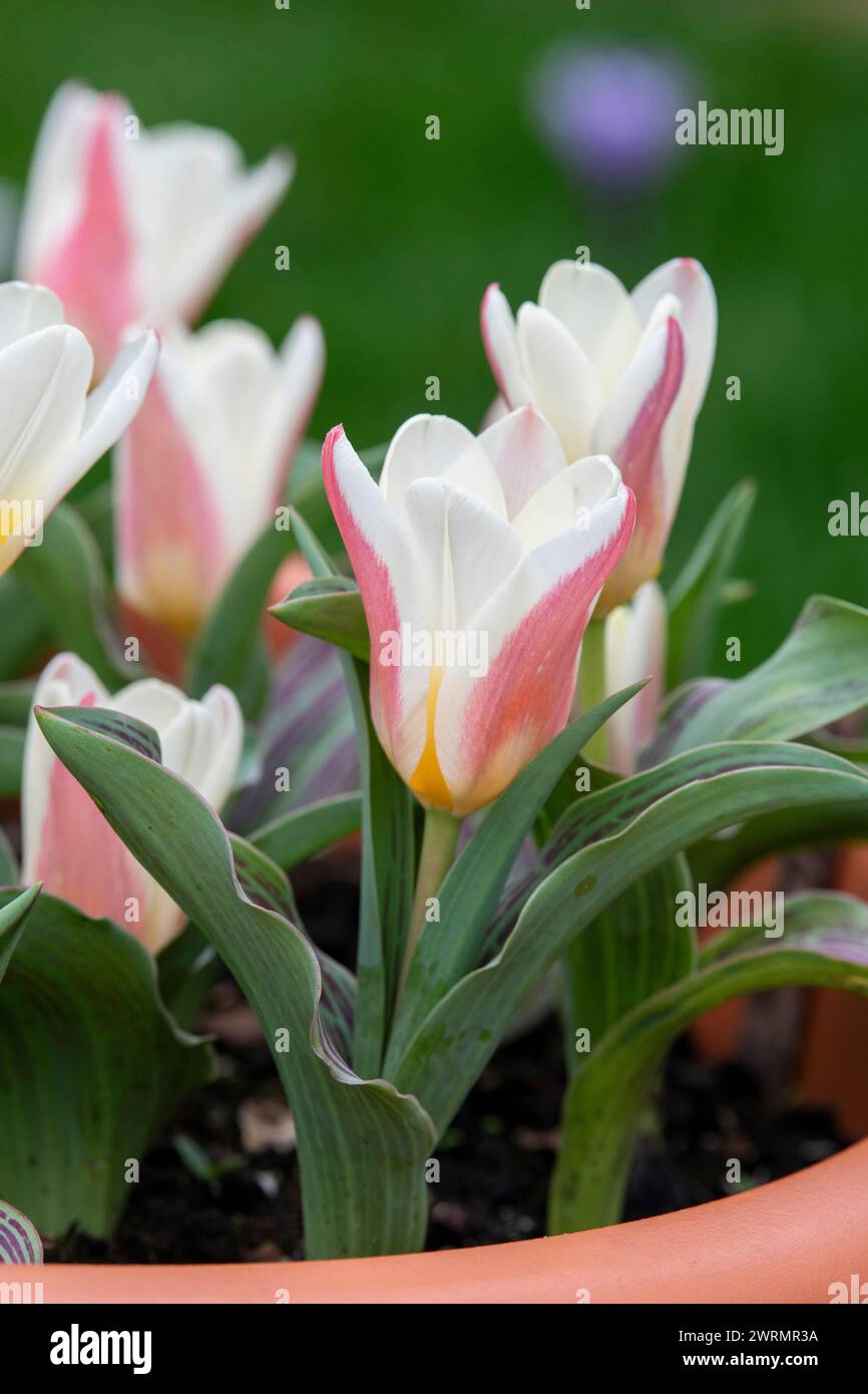 Tulipa. Tulipe Water Lily fleurit dans un pot de plante en mars. ROYAUME-UNI Banque D'Images