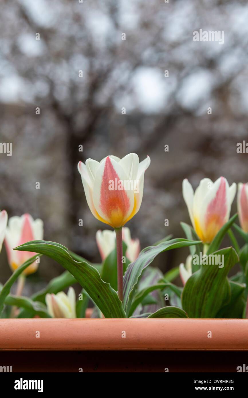 Tulipa. Tulipe Water Lily fleurit dans un pot de plante en mars. ROYAUME-UNI Banque D'Images
