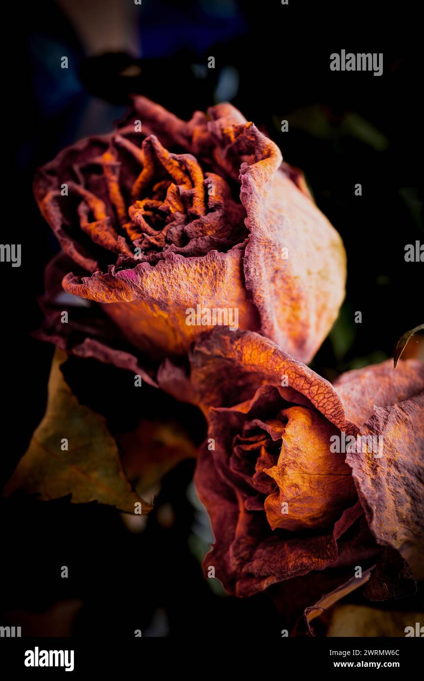 Roses séchées - gros plan de deux fleurs de couleur pastel lilas. Texture, artistique. Concept mort, décoloration, moralité. Le temps passe Banque D'Images