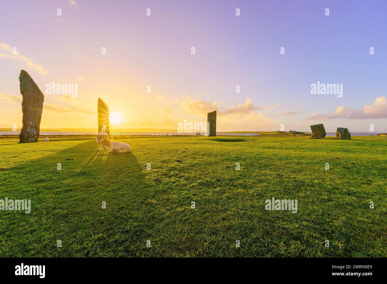 Vue au coucher du soleil sur les pierres debout de Stenness, avec des moutons, dans les îles Orcades, Écosse, Royaume-Uni Banque D'Images