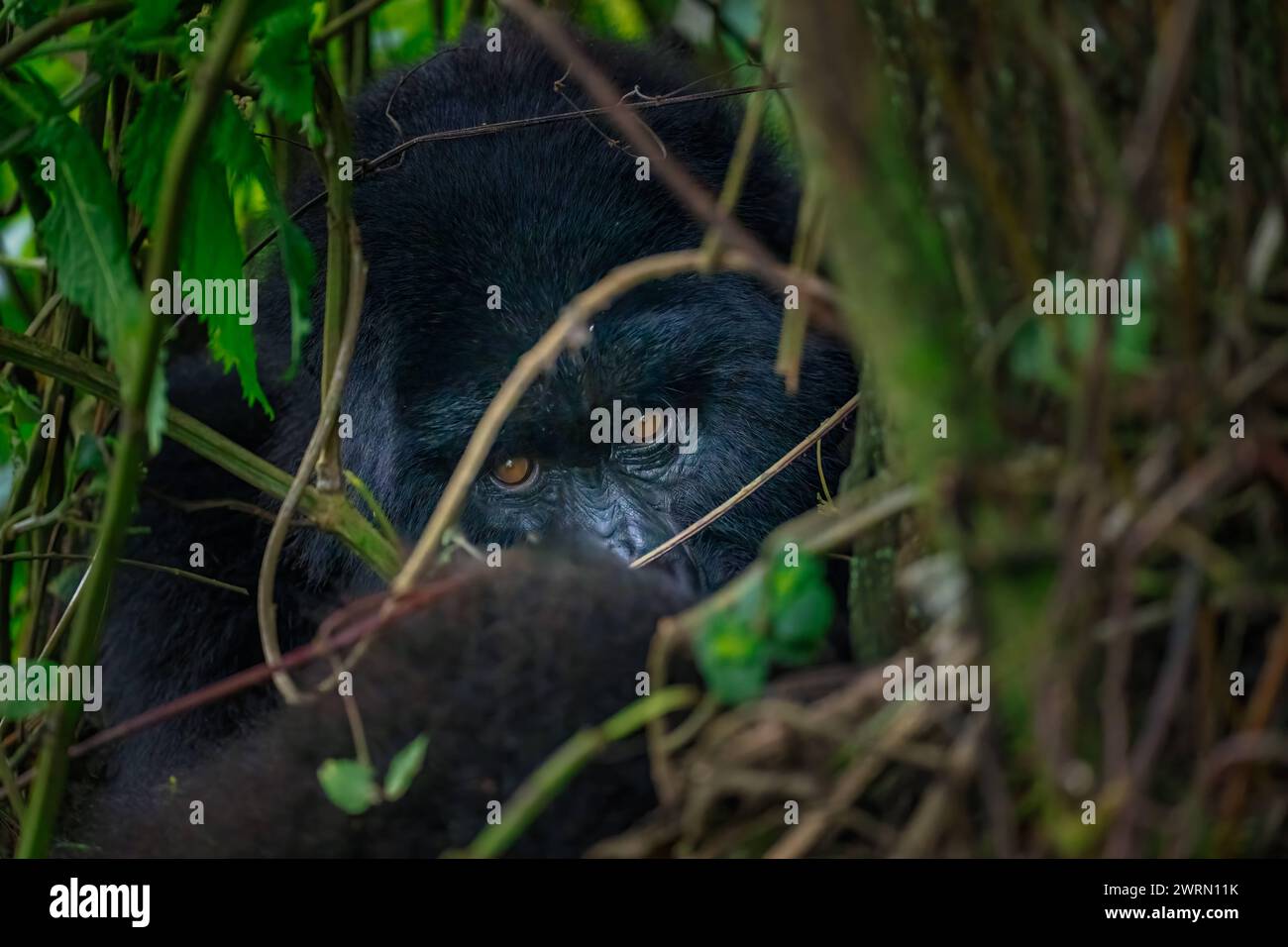 Un gorille de montagne, un membre de la famille Agasha dans les montagnes du Parc National des volcans, Rwanda, Afrique Copyright : SpencerxClark 1320-250 Banque D'Images