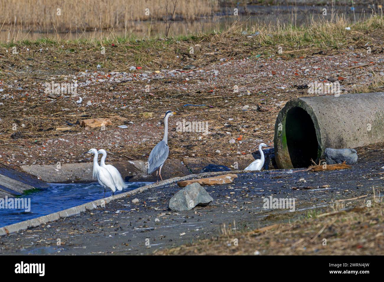 Héron gris et trois petites aigrettes attendant de petits poissons et crustacés dans les eaux de refroidissement de la centrale nucléaire de Borssele, aux pays-Bas Banque D'Images Héron gris et trois petites aigrettes attendant de petits poissons et crustacés dans les eaux de refroidissement de la centrale nucléaire de Borssele, aux pays-Bas Banque D'Images