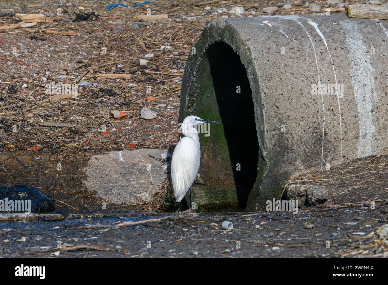 Petite aigrette en attente à la canalisation de drainage pour les petits poissons, crabes et crustacés dans l'eau de refroidissement de la centrale nucléaire de Borssele, aux pays-Bas Banque D'Images Petite aigrette en attente à la canalisation de drainage pour les petits poissons, crabes et crustacés dans l'eau de refroidissement de la centrale nucléaire de Borssele, aux pays-Bas Banque D'Images
