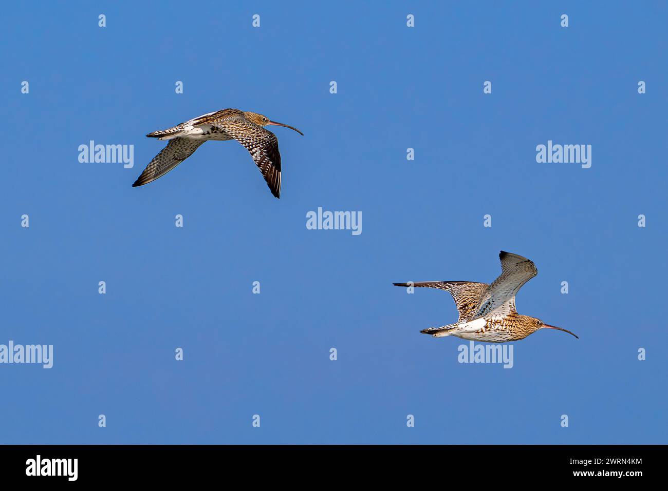 Deux courlis eurasiens en migration / courlis communs (Numenius Arquata / Scolopax arquata) en vol contre ciel bleu Banque D'Images