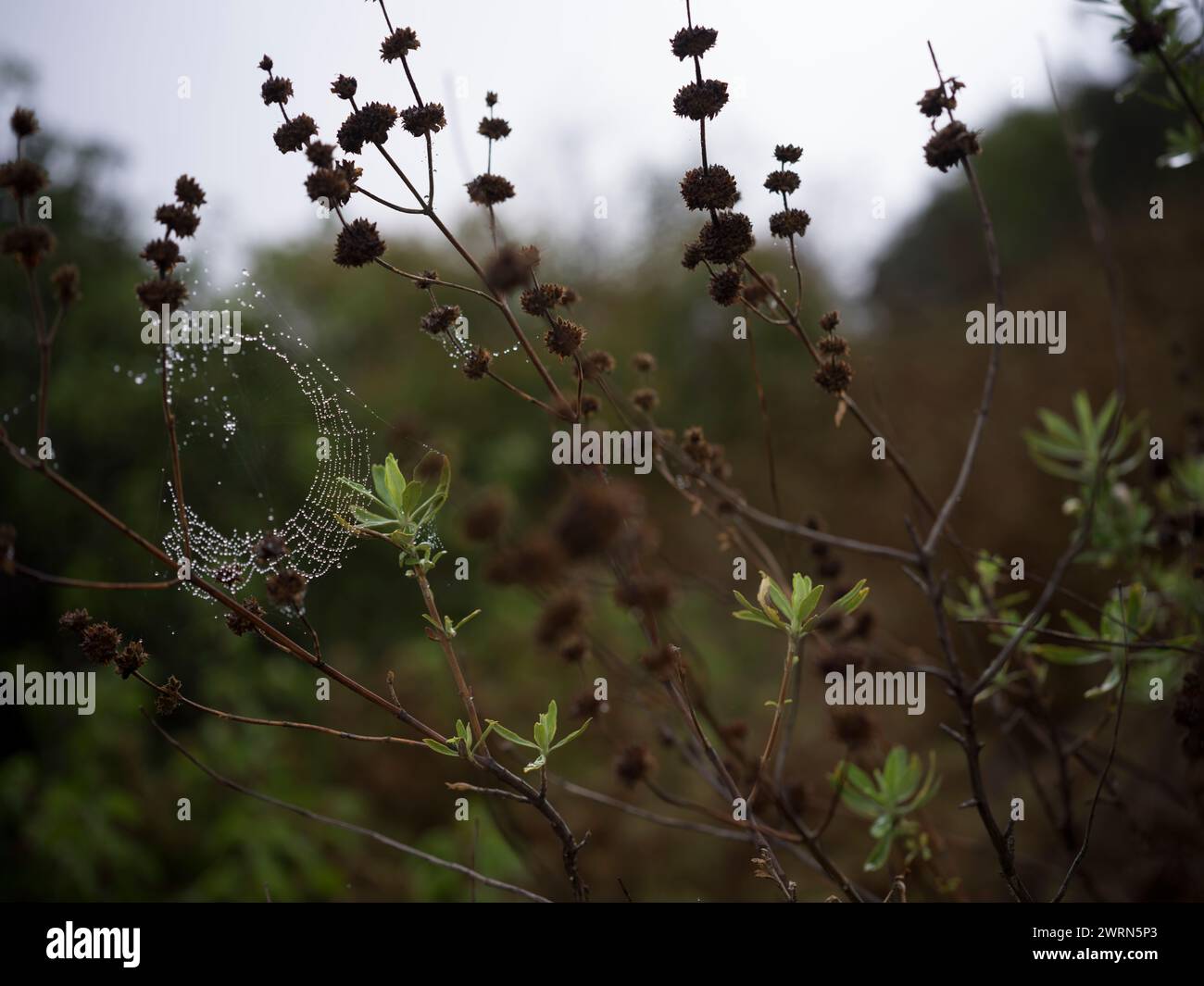 Los Angeles nature Banque D'Images