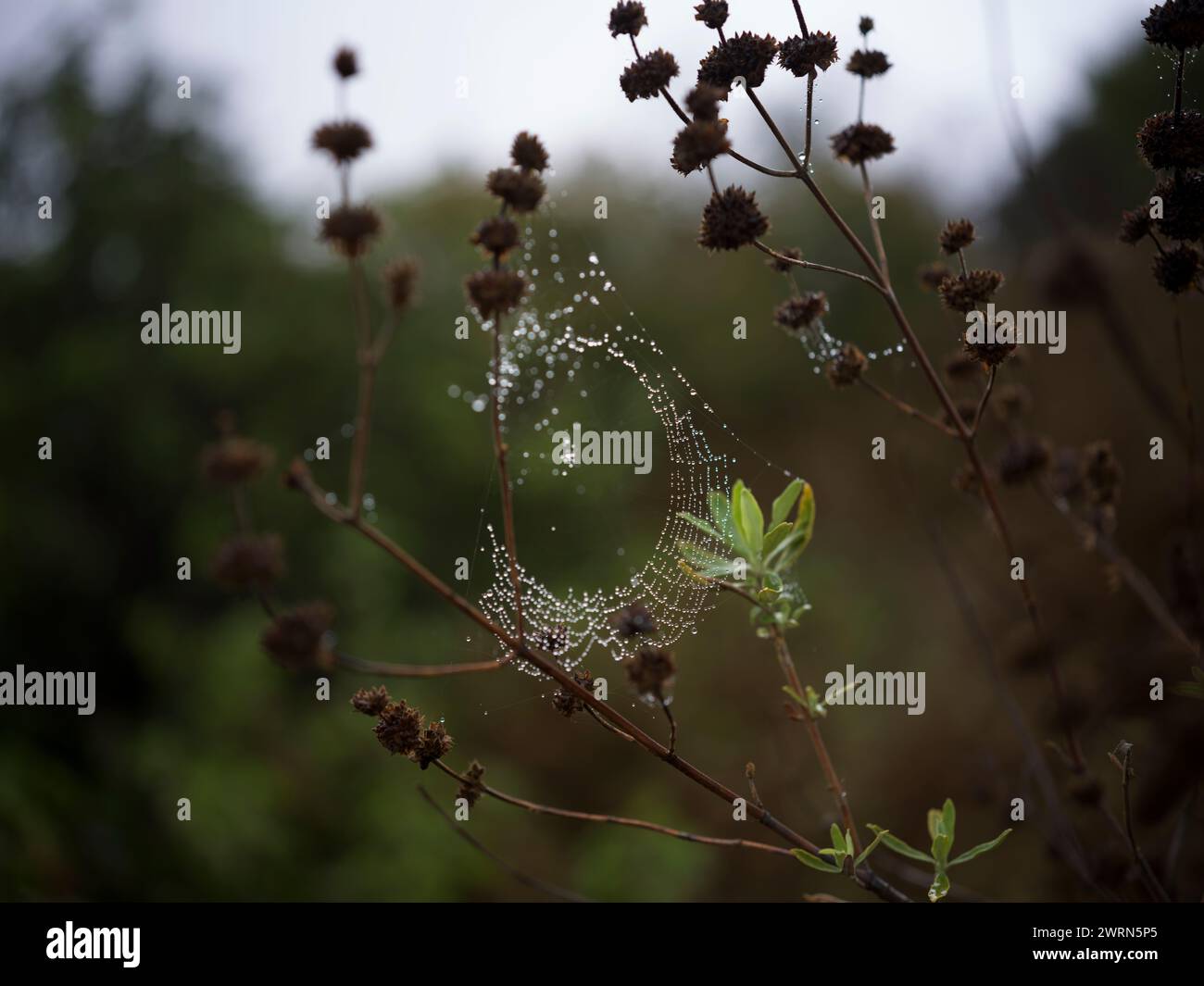 Los Angeles nature Banque D'Images