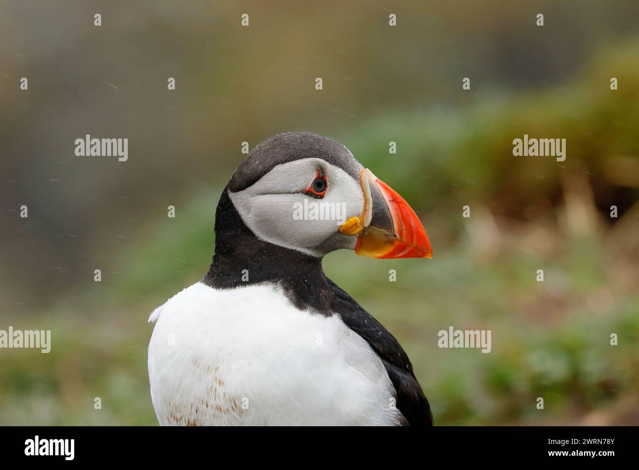 Un macareux (Fratercula) sur l'île de Lunga en Écosse, pendant la saison de reproduction. Photo de tête orientée vers la droite. Gouttes de pluie visibles. Banque D'Images