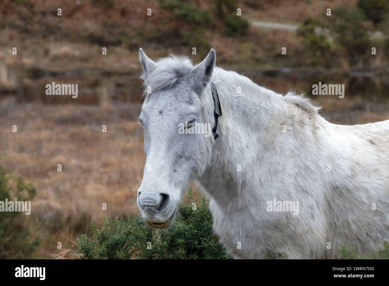 Photo de tête d'un poney New Forest blanc sur la lande, face à la gauche, avec gorse et bruyère en arrière-plan. Banque D'Images