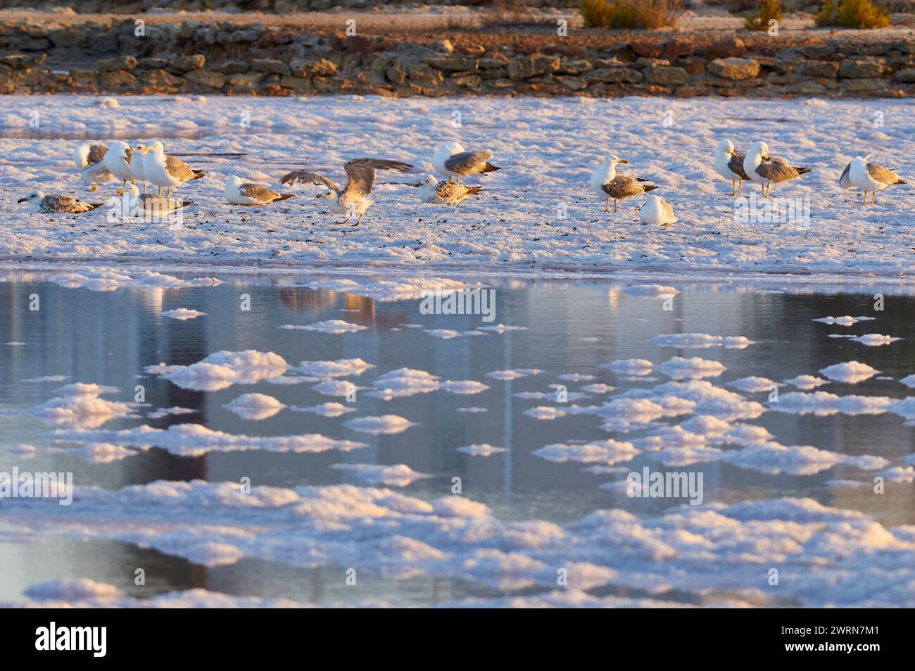 Mouettes à pattes jaunes (Larus michahellis) reposant dans les salinas près de la Savina (Parc naturel de ses Salines, Formentera, Îles Baléares, Espagne) Banque D'Images
