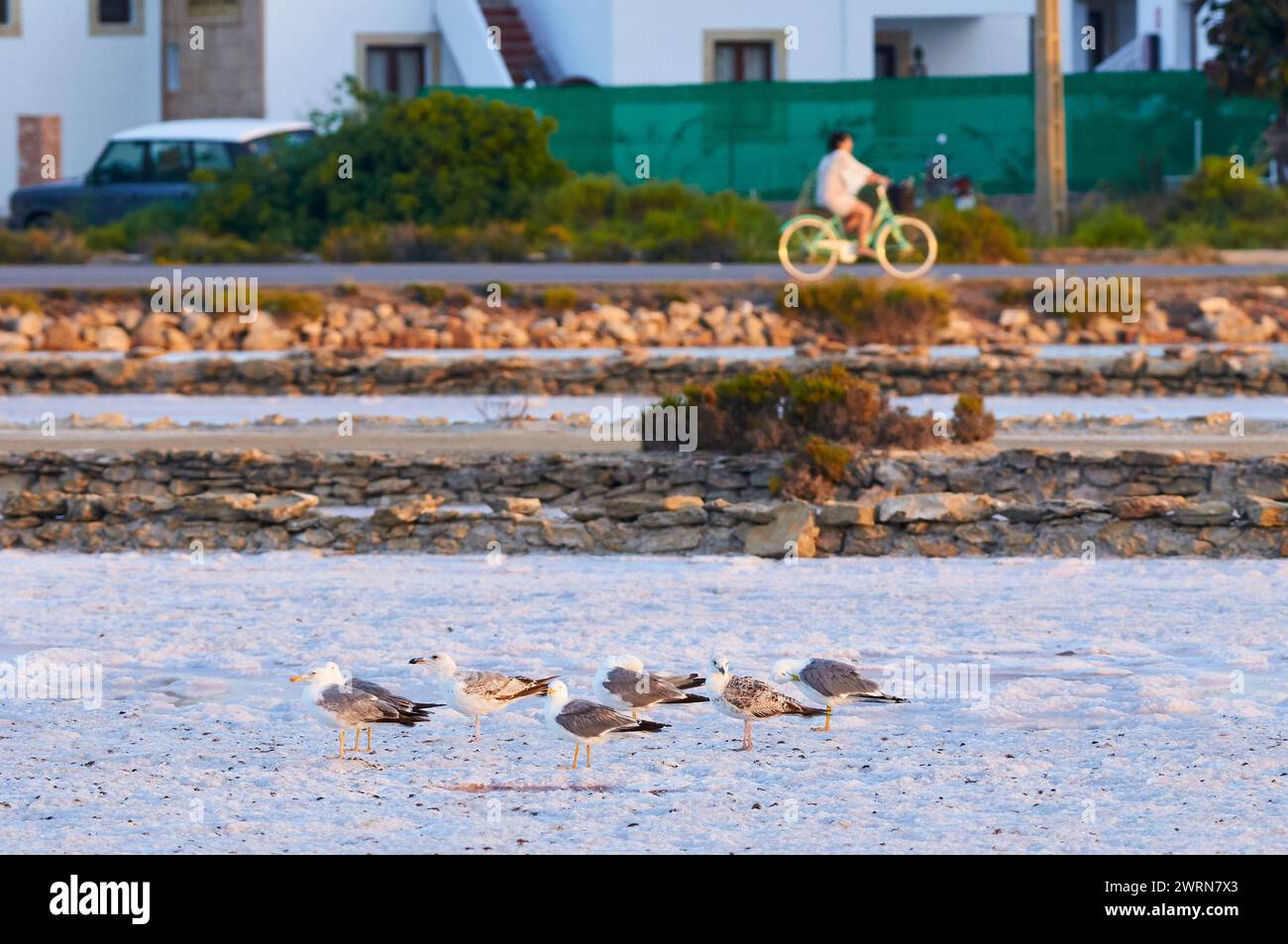 Mouettes à pattes jaunes (Larus michahellis) dans les salines avec un cycliste à l'arrière-plan (ses Salines Natural Park,Formentera,Baléares Islands,Spain Banque D'Images