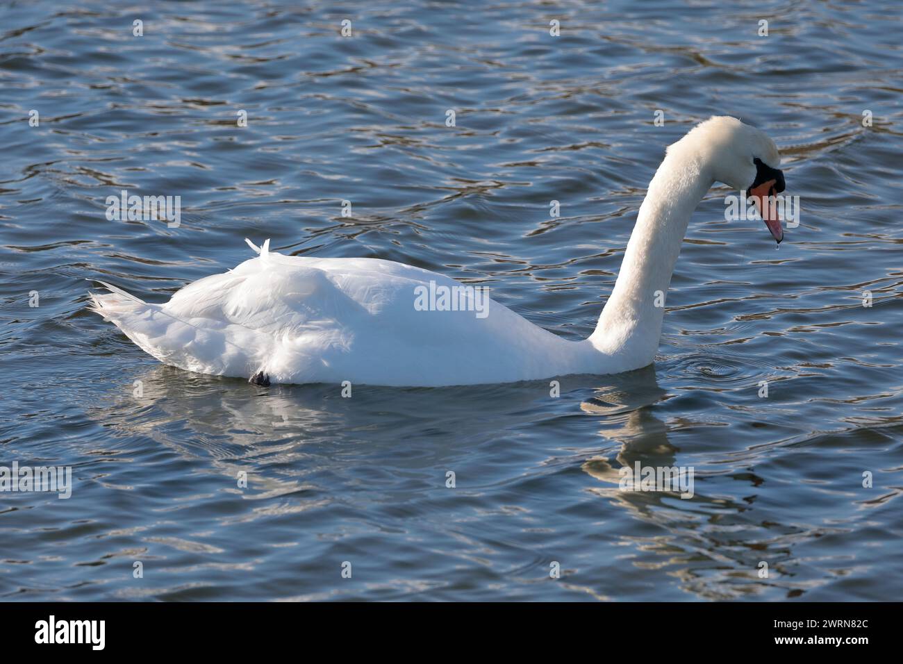 Un cygne muet (Cygnus olor) nageant dans la mer, face à droite, à la recherche de nourriture. Banque D'Images