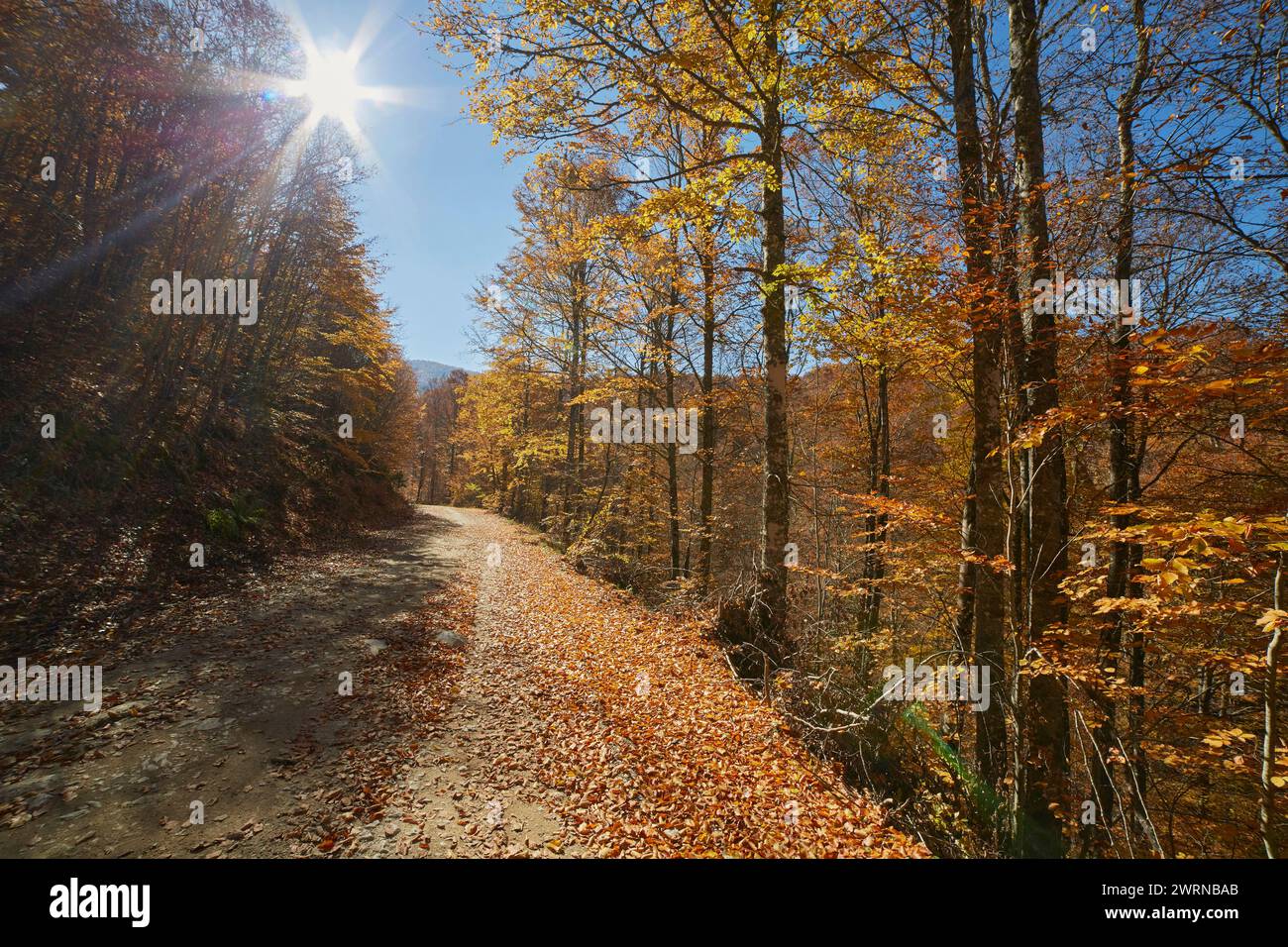 Hêtres avec des couleurs d'automne.automne dans la montagne. Banque D'Images