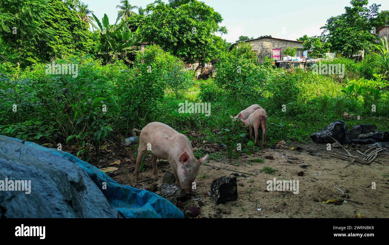 Porcs à la recherche de nourriture dans un village africain, à Sao Tomé, Afrique Banque D'Images