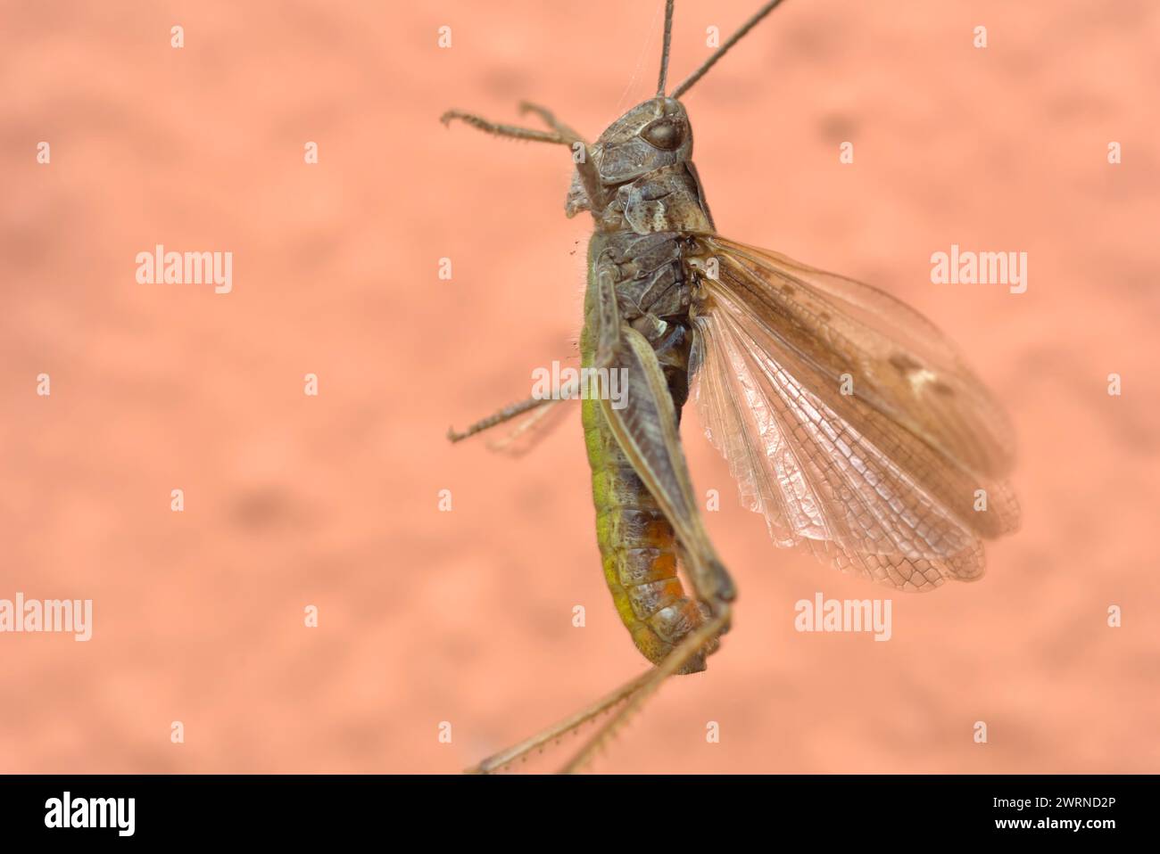 Sauterelle (Orthoptère, Caelifera) suspendue dans une toile d'araignée, macro photographie, insectes Banque D'Images