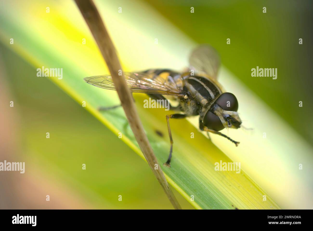Gros plan d'une seule mouche aérienne (Helophilus sp.) sur une feuille, se nettoyer, photographie d'insectes, macro, nature, biodiversité Banque D'Images