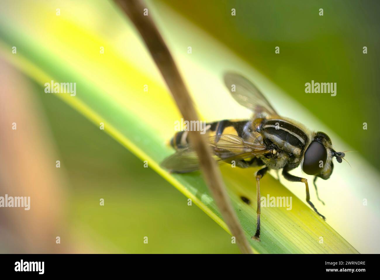Gros plan d'une seule mouche aérienne (Helophilus sp.) sur une feuille, photographie d'insectes, macro, nature, biodiversité Banque D'Images