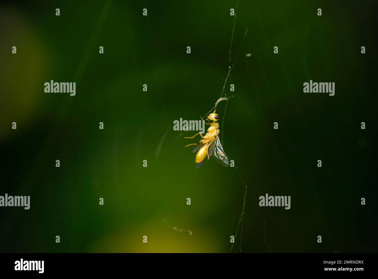 Gros plan d'une minuscule guêpe piégée dans une toile d'araignées, photographie d'insectes, nature, macro, biodiversité Banque D'Images