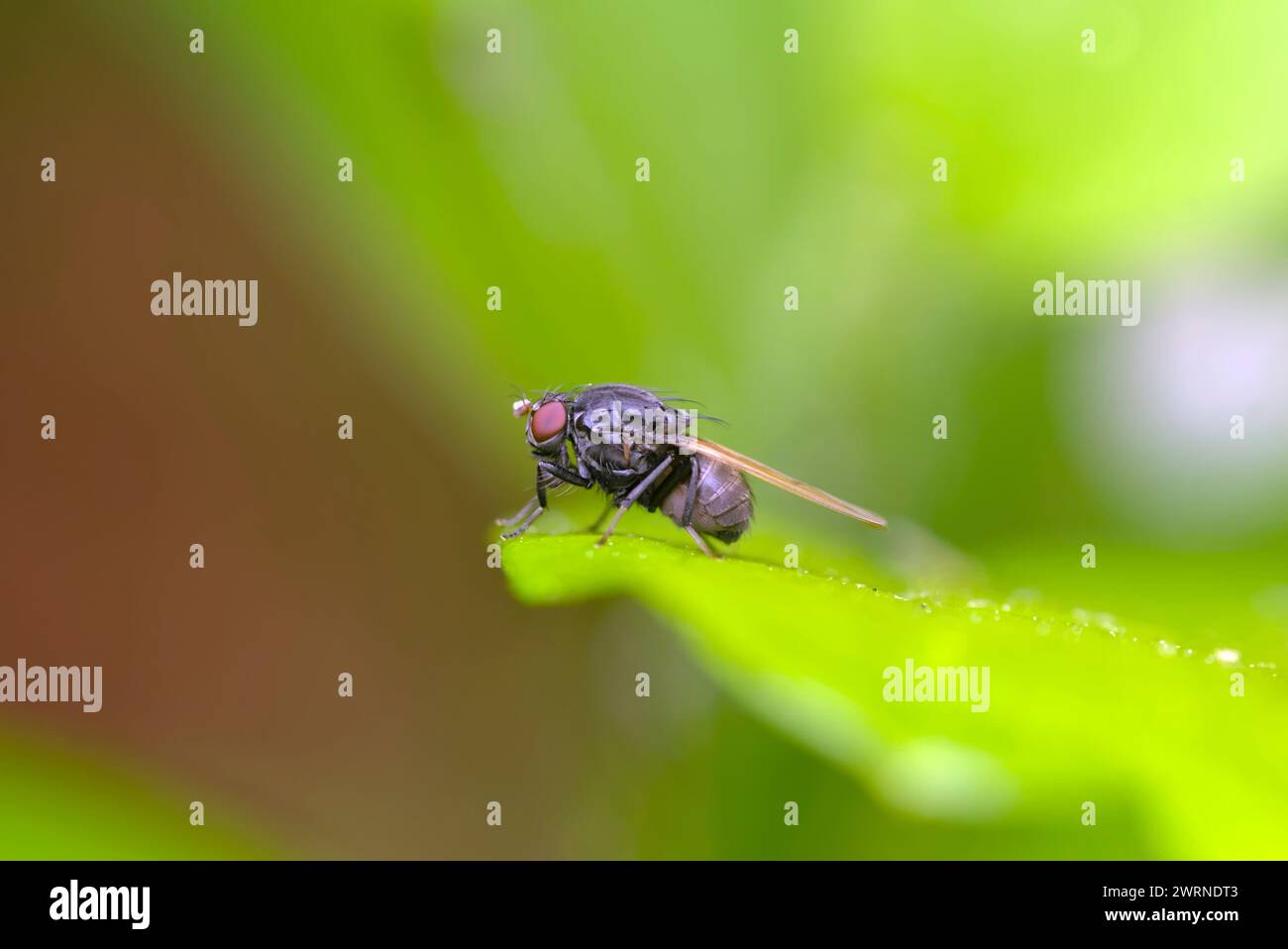 Single Fly assis sur une feuille, nature, biodiversité, photographie d'insectes, macro Banque D'Images