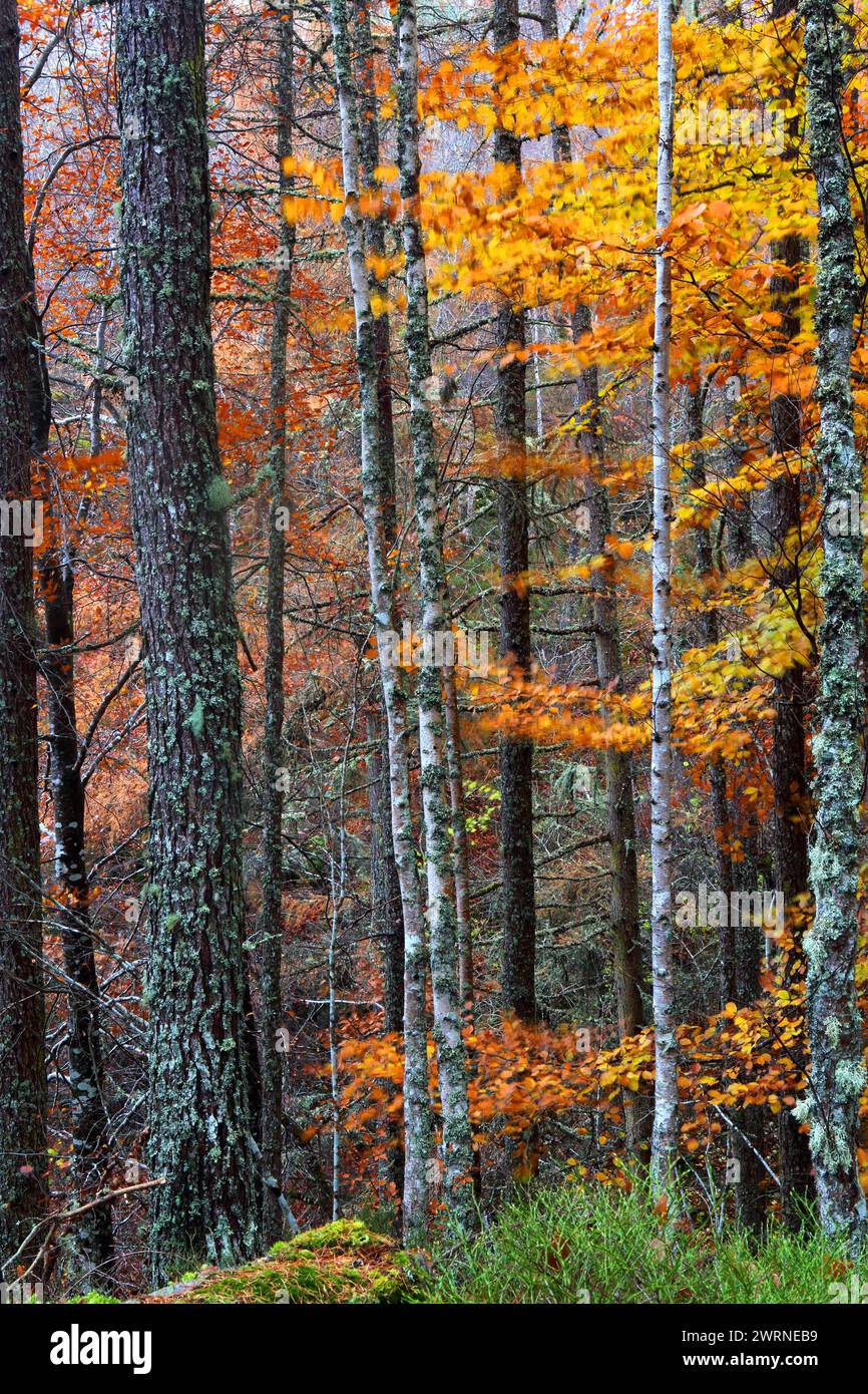Bois en automne près de Rogie Falls, Ross-Shire, Highlands, Écosse, Royaume-Uni, Europe Copyright : GeraintxTellem 1365-330 Banque D'Images