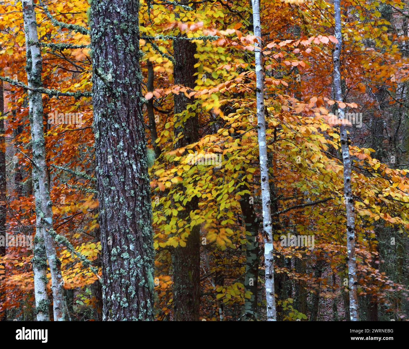 Bois en automne près de Rogie Falls, Ross-Shire, Highlands, Écosse, Royaume-Uni, Europe Copyright : GeraintxTellem 1365-324 Banque D'Images