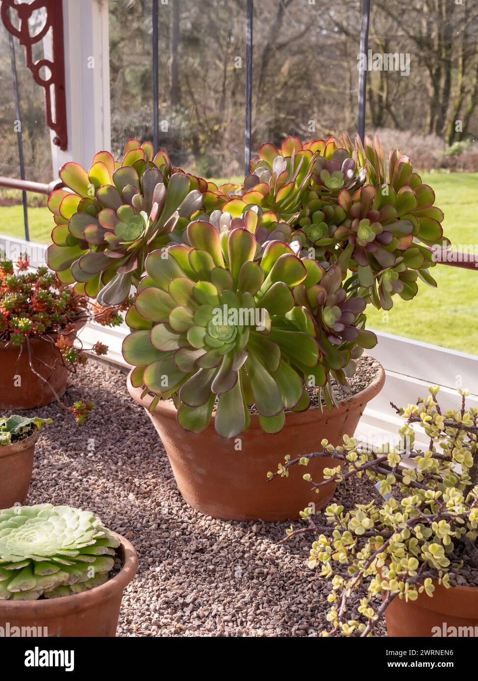 Aeonium poussant dans un pot en terre cuite dans une serre, en hiver. Banque D'Images