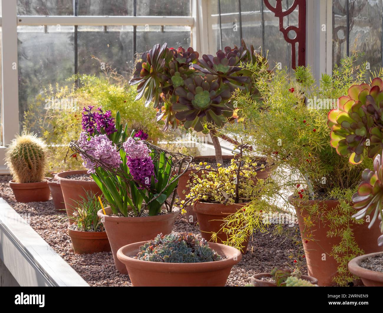 Pots de plantes de cactus et jacinthes à fleurs printanières poussant dans une serre chauffée traditionnelle. ROYAUME-UNI Banque D'Images