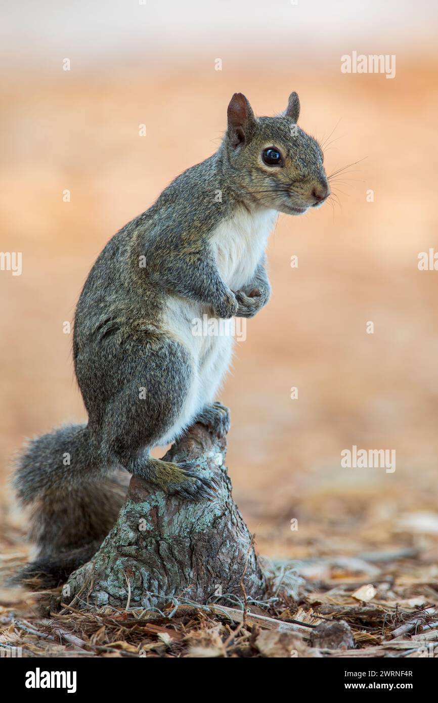 Écureuil gris de l'est (Sciurus carolinensis) sur le belvédère, Lake Parker Park, Floride États-Unis Banque D'Images