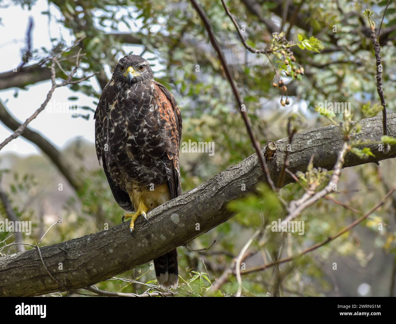 Le faucon de Harris (Parabuteo unicinctus), également connu sous le nom de faucon à ailes de baie ou faucon sombre, perçant dans un arbre dans un parc public de la ville de Buenos Aires Banque D'Images