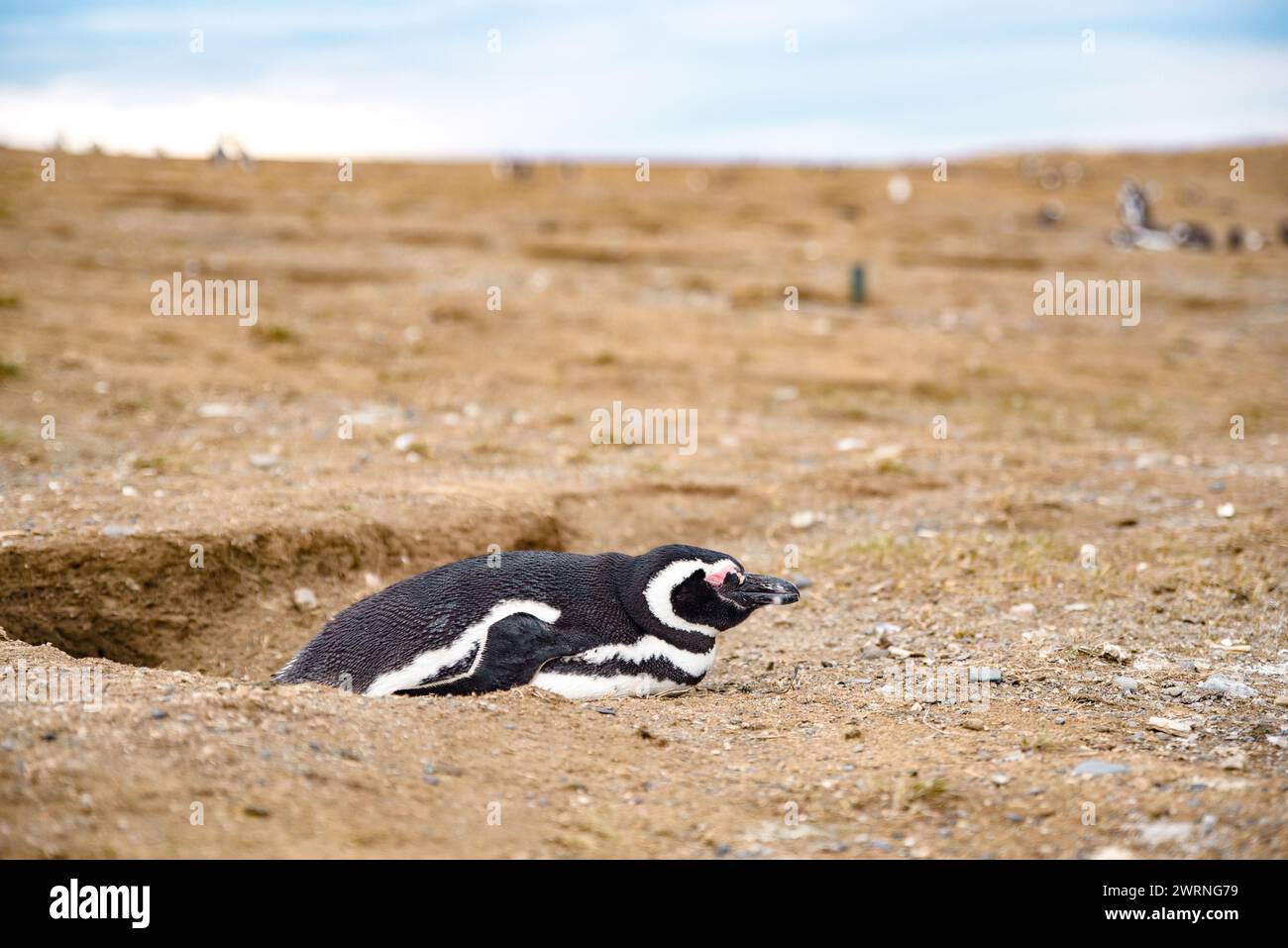 Un pingouin repose par son trou de nid sur le sol Banque D'Images
