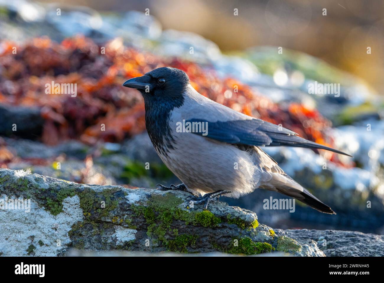 Corbeau à capuchon (Corvus cornix) sur une plage île de Mull, îles écossaises, Écosse. Banque D'Images