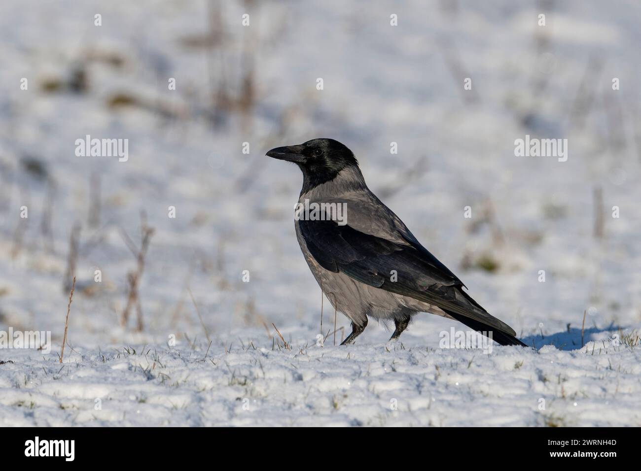 Corbeau à capuchon (Corvus cornix) dans la neige, île écossaise, Écosse. Banque D'Images