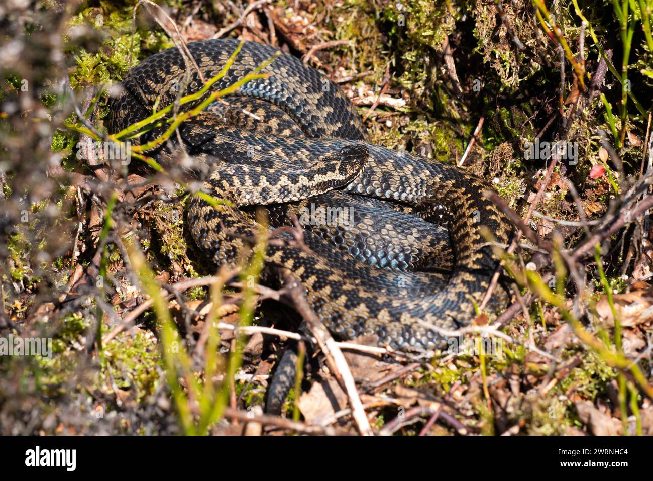 Mâle Adder (Vipera berus) dans les collines Pennine, Angleterre. Banque D'Images