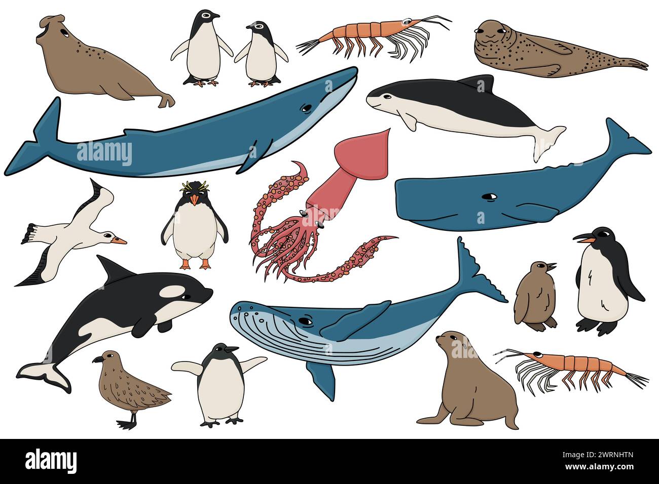 Ensemble vectoriel d'animaux colorés en Antarctique. Collection dessinée à la main de baleines, pingouins, skua, krill, phoques, marsouin. Illustration de Vecteur