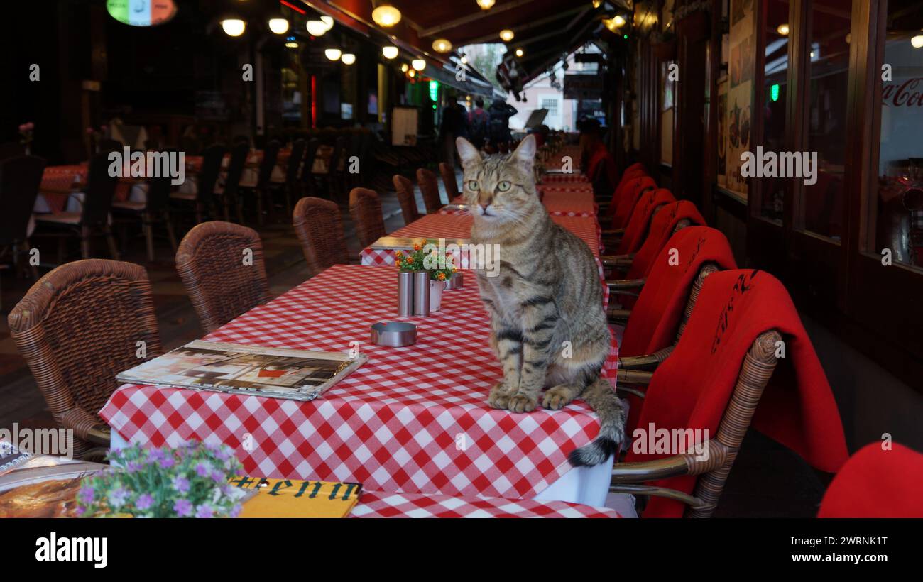 Chat sur la table du restaurant Banque D'Images